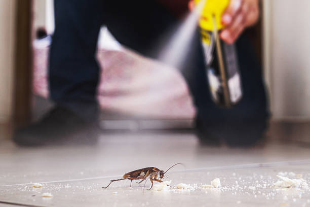 Best Spider Control Near Me  in Altavista, VA